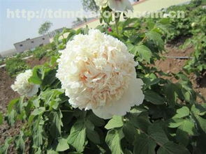 精品牡丹熱賣促銷 價(jià)格、廠家與供應(yīng)商全解析