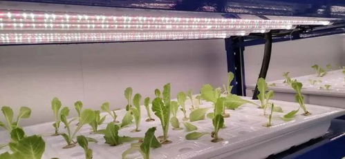 中農(nóng)富興精品案例 開(kāi)封愛(ài)思嘉農(nóng)業(yè)嘉年華植物工廠組培室花卉項(xiàng)目