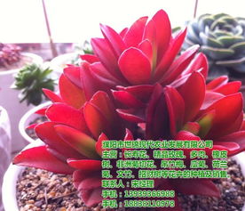 安陽(yáng)地區(qū)種苗與盆景企業(yè)名錄及資源指南