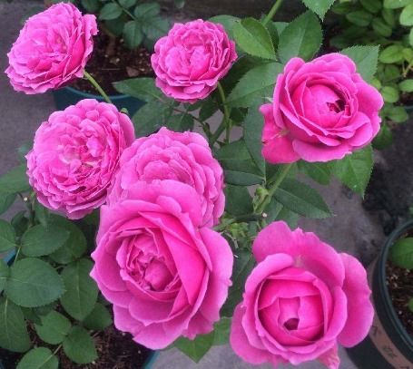 新手養(yǎng)花首選精品 花苞成倍冒，10天爆盆的盆景種植指南