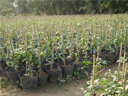 走進(jìn)花卉世界網(wǎng) 探訪廣東省江門市新會(huì)苗木場(chǎng)的花卉產(chǎn)品展示