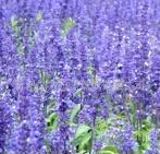 園林綠化新寵——優(yōu)質(zhì)草花鼠尾草的魅力與價(jià)值