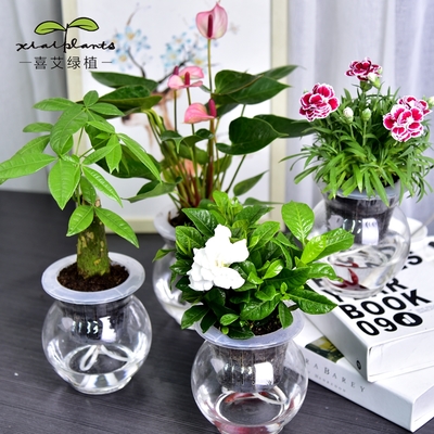 室內(nèi)綠意 綠蘿、發(fā)財(cái)樹(shù)等常見(jiàn)室內(nèi)植物的種植與養(yǎng)護(hù)指南