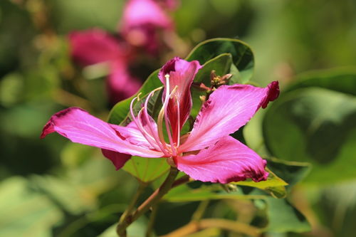 花卉攝影入門(mén)指南 如何用鏡頭捕捉花朵的美麗