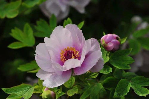 丹城香韻 花卉攝影與盆景種植的藝術(shù)交融