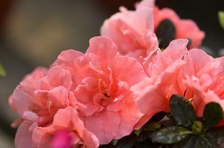 花卉 自然之美的璀璨綻放