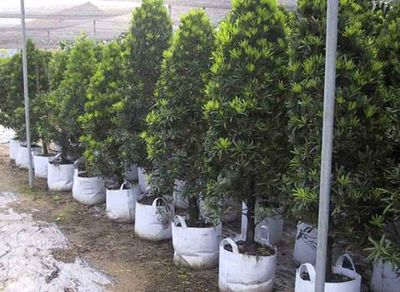 濰坊優(yōu)惠植樹(shù)袋與天津廠(chǎng)家產(chǎn)品圖片全解析——青州萬(wàn)通花卉用品經(jīng)銷(xiāo)處助您盆景種植無(wú)憂(yōu)