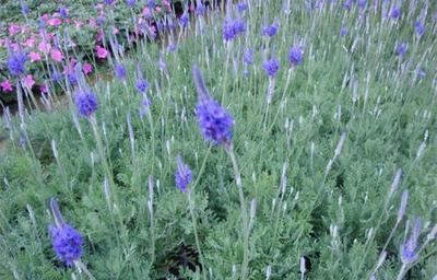 遵義薰衣草與青州愛(ài)萍花卉苗木合作社 花卉產(chǎn)業(yè)的創(chuàng)新與融合